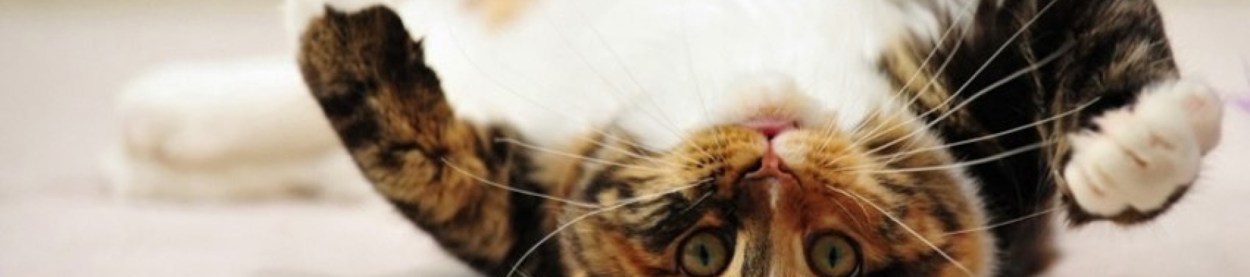 upside-down-cat-facebook-cover-timeline-banner-for-fb.jpg